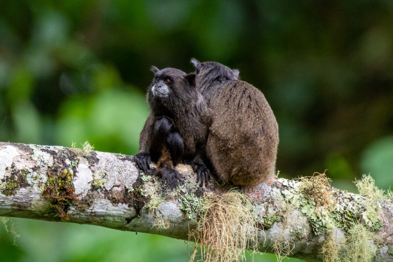 Équateur, au sommet de la biodiversité - Fixing Experience